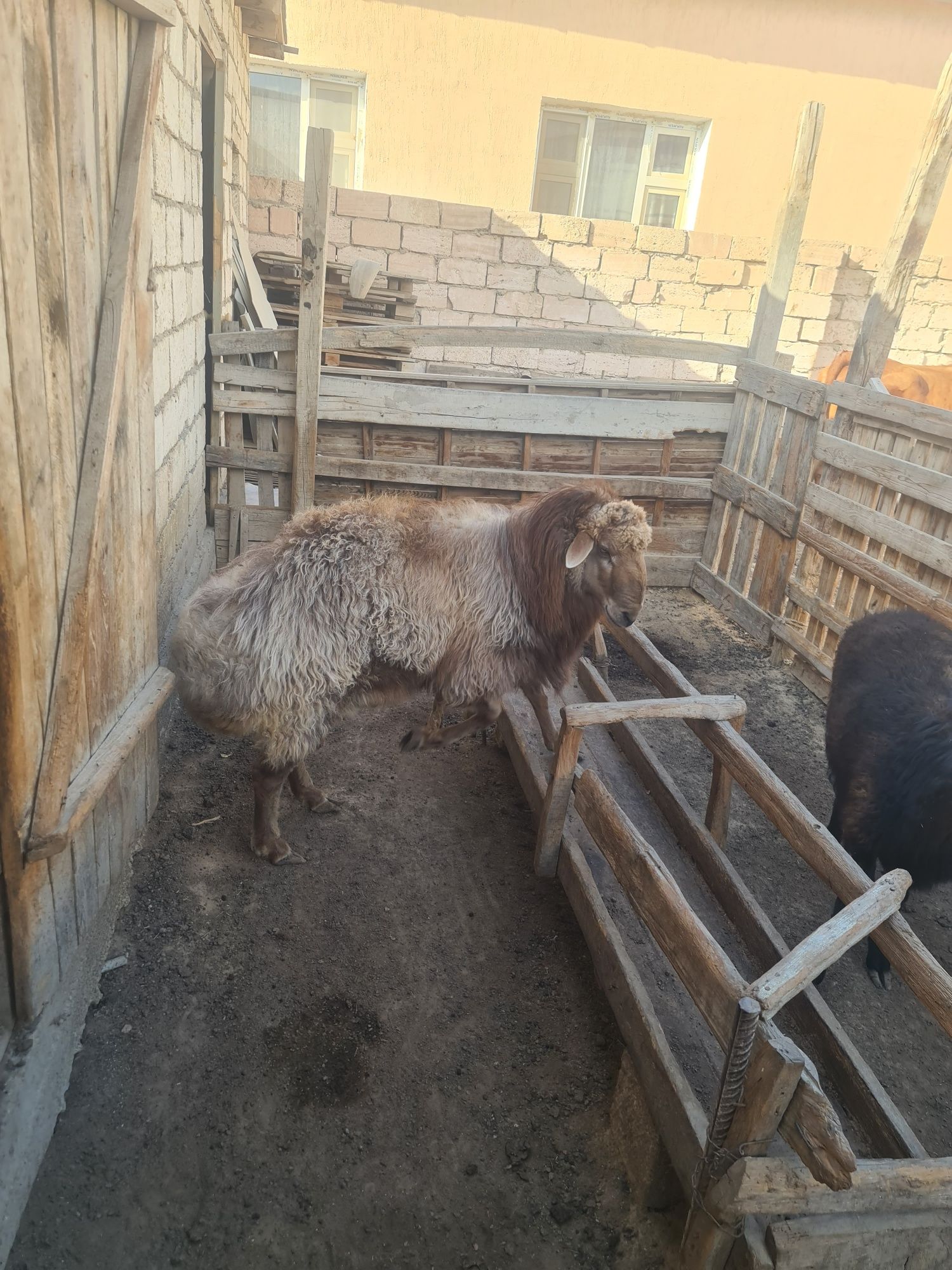 Кошкар жагдайы жаксы iрi узын сиракты семиз и любой жем жейдi жуас
