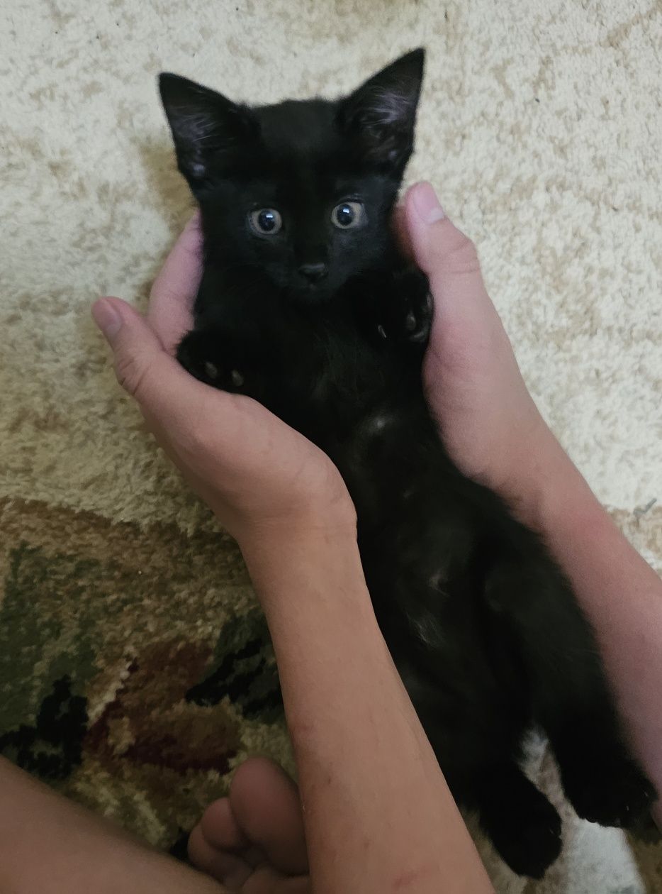 Котёнок бесплатно
