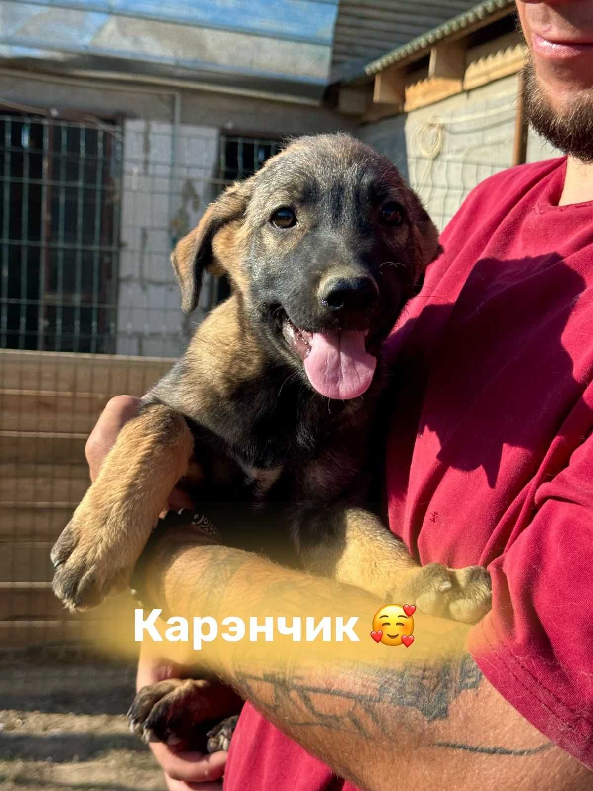 Щеночки в добрые руки