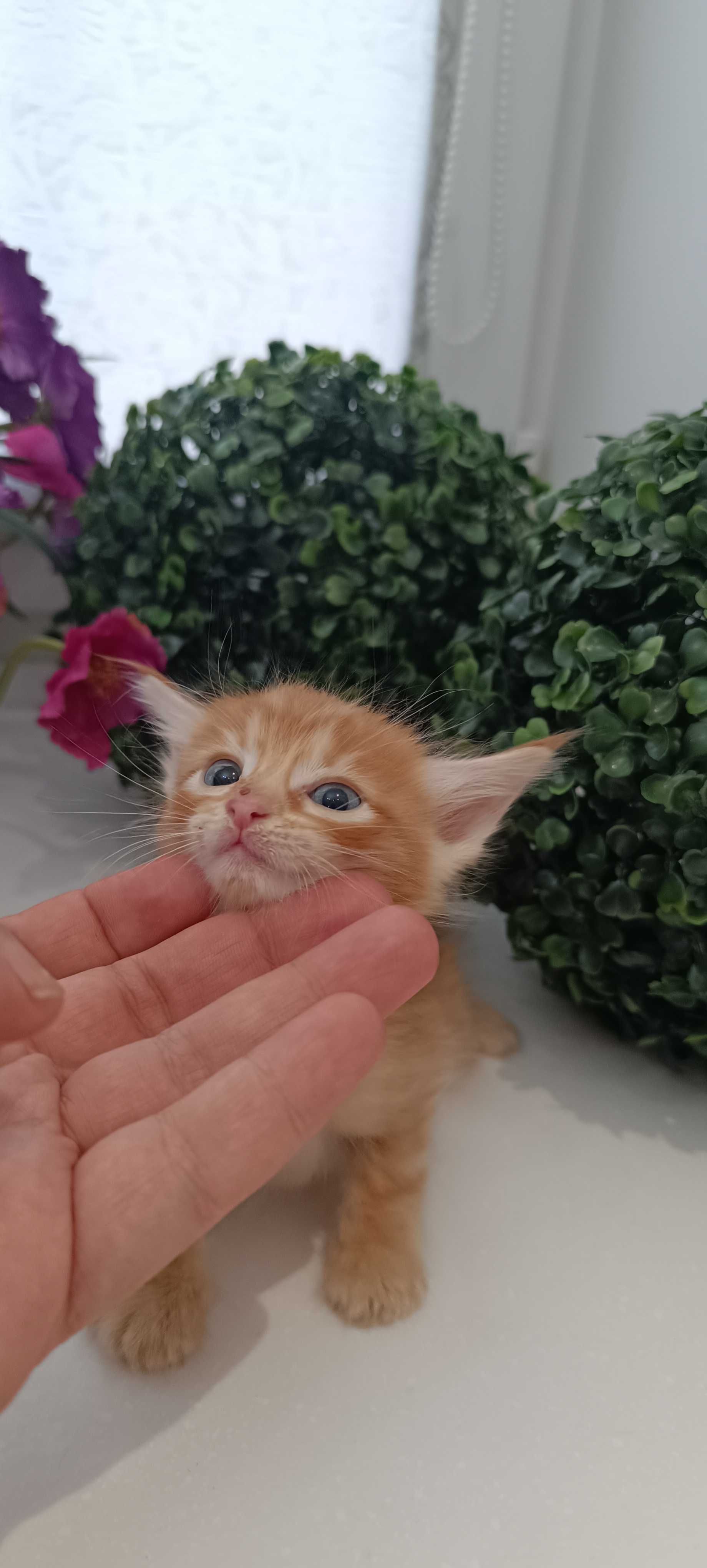 Чаузи котята, метисы.
