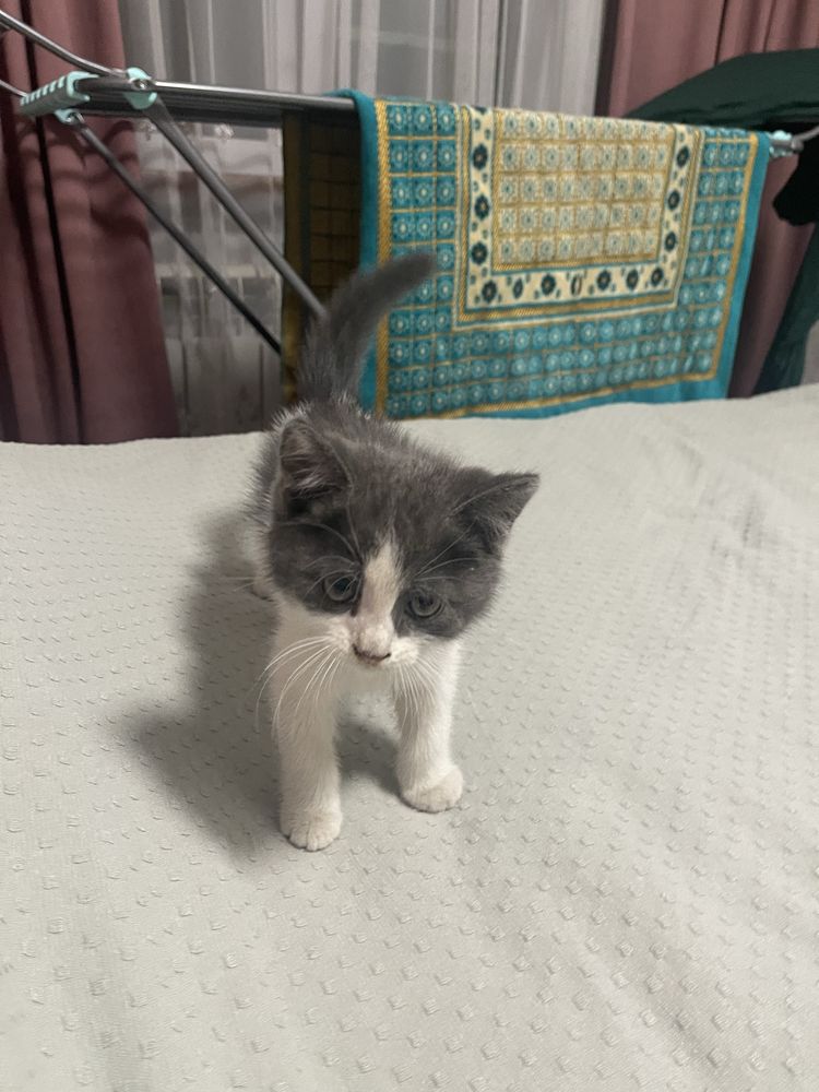 Котенок ищет добрые руки!
