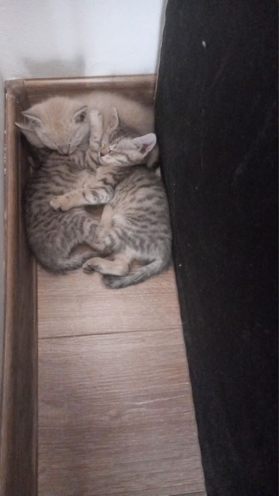 Маленькие котята