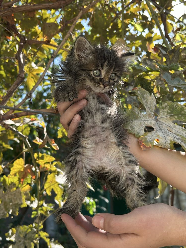 Котята ищут дом, в хорошие руки