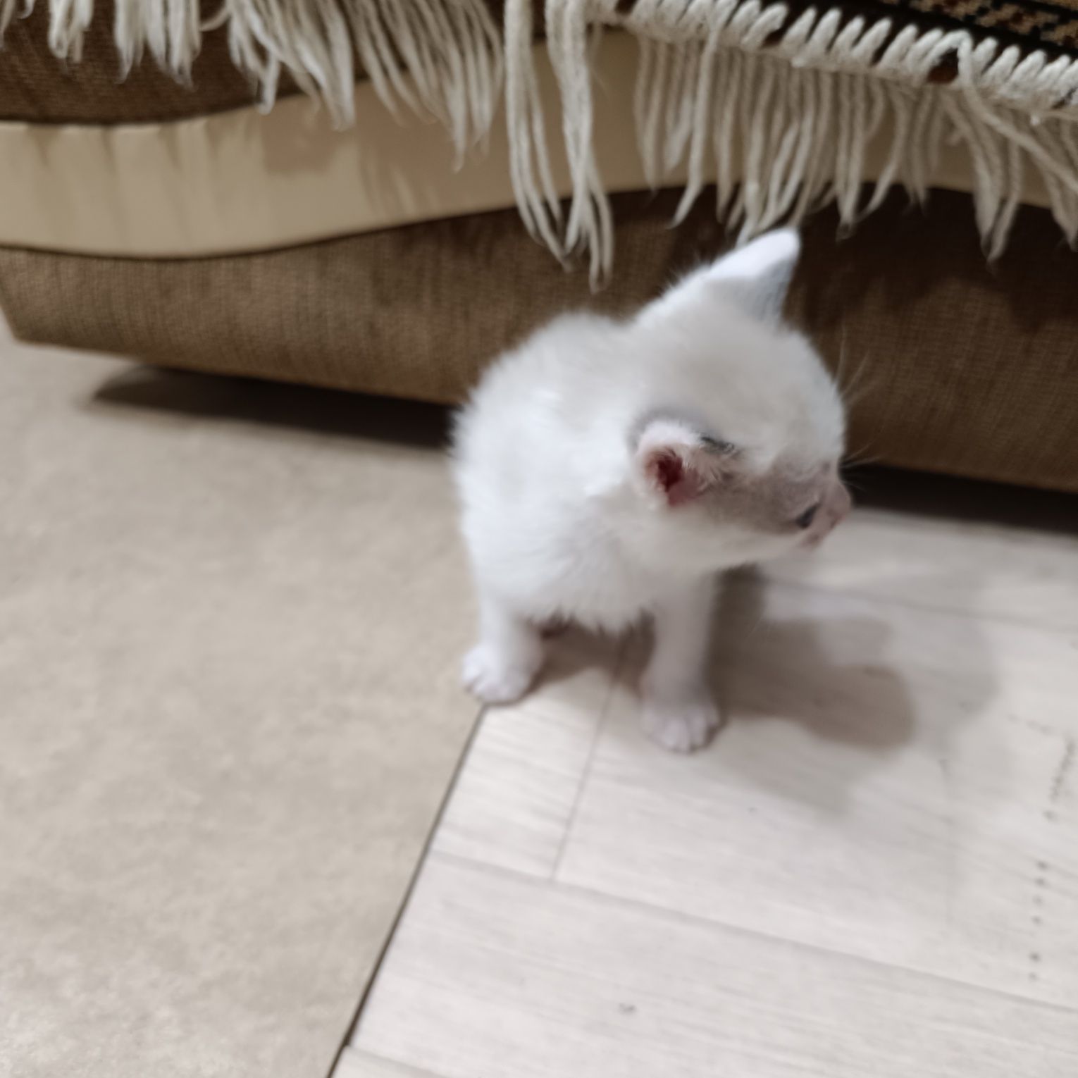 Котята домашние !!!