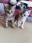 Отдам котят 1,5 месяцев