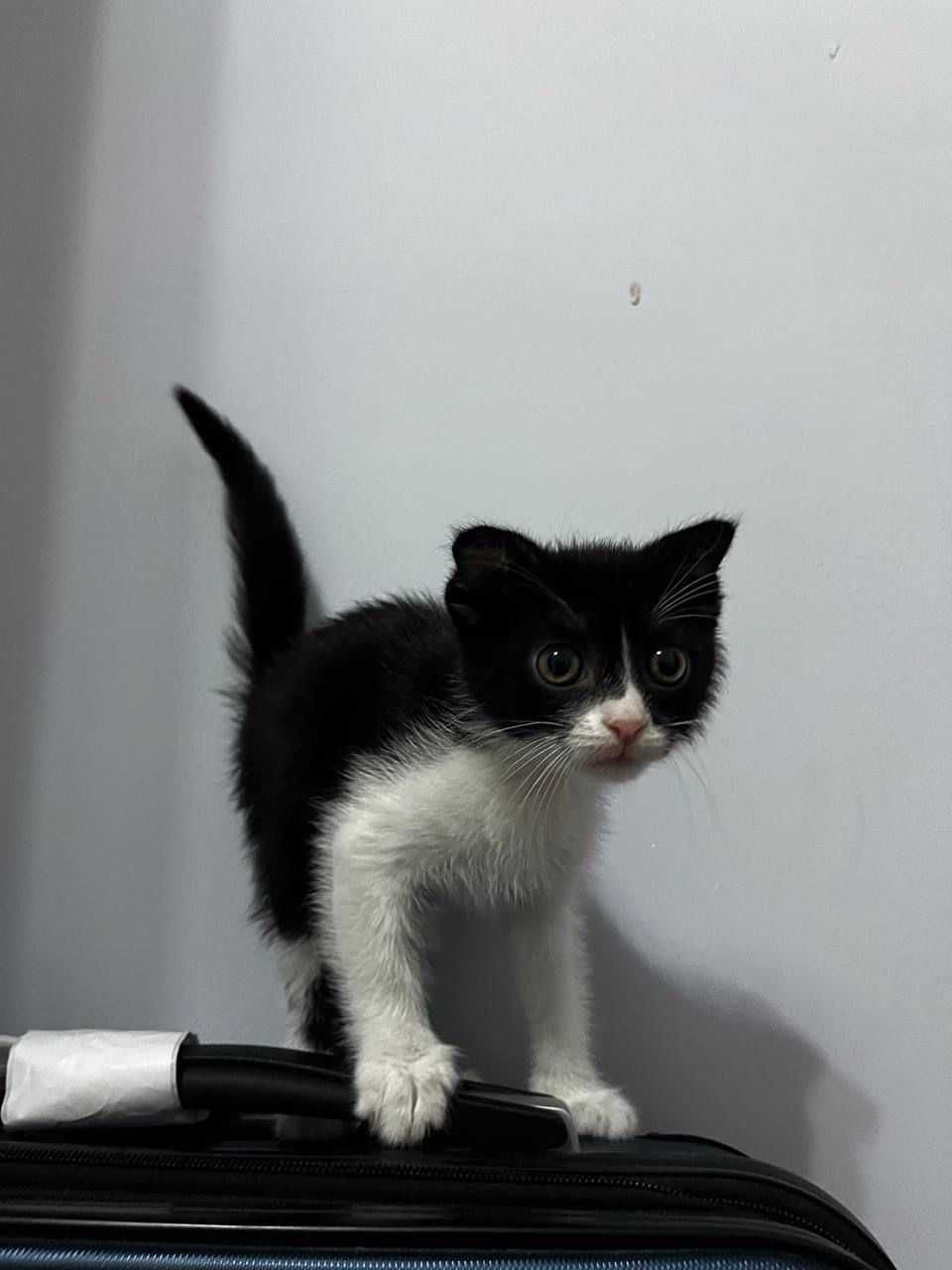 Пристраивается в добрые руки котенок