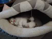 Котята маленькие
