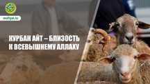 Бараны на курбан айт