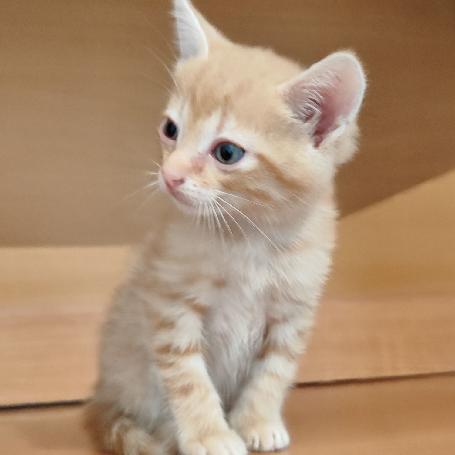 Рыжие котенки бауырластар 2