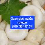 Грибы грузди,солёные