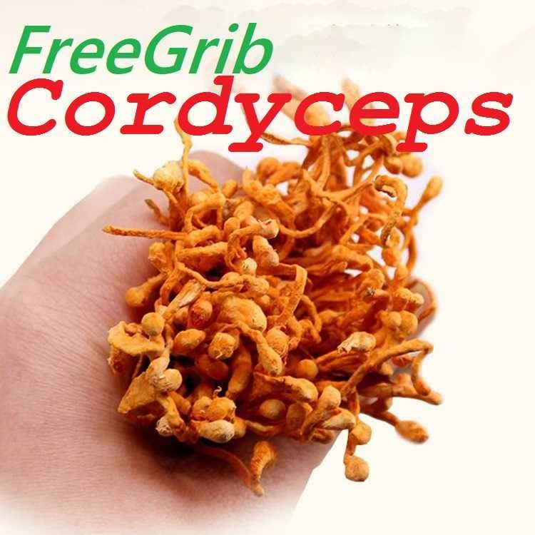 Кордицепс Cordyceps FreeGrib 100% Собственное производство