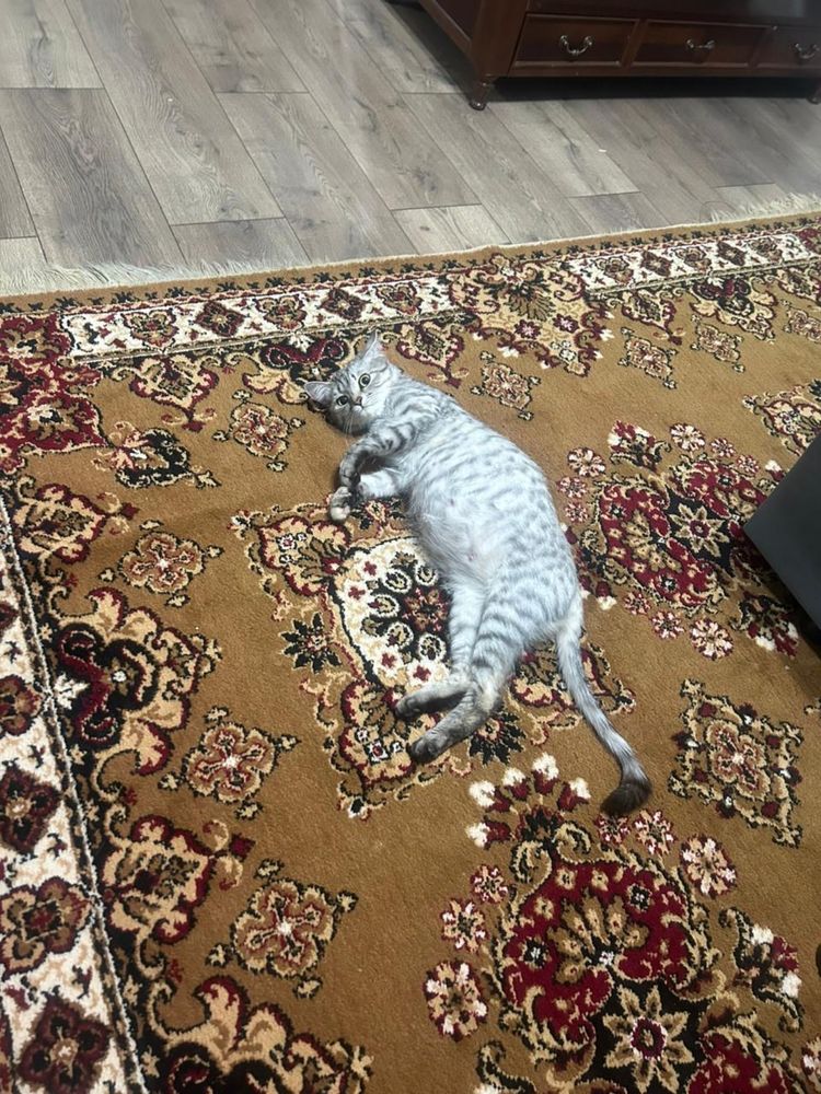 Кошка бесплатно