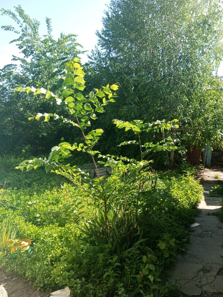 Продам дом часны