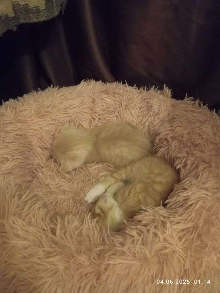 Котята домашние крысоловы