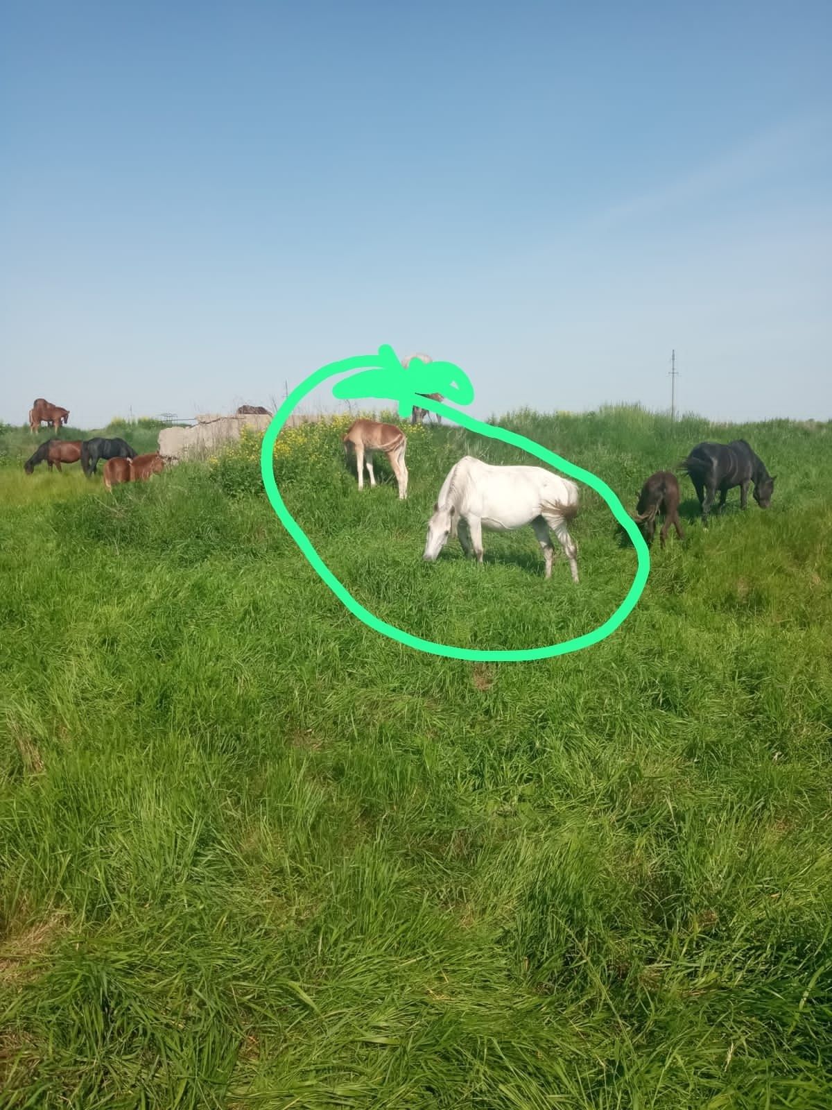 Продам кобыл с жеребятам