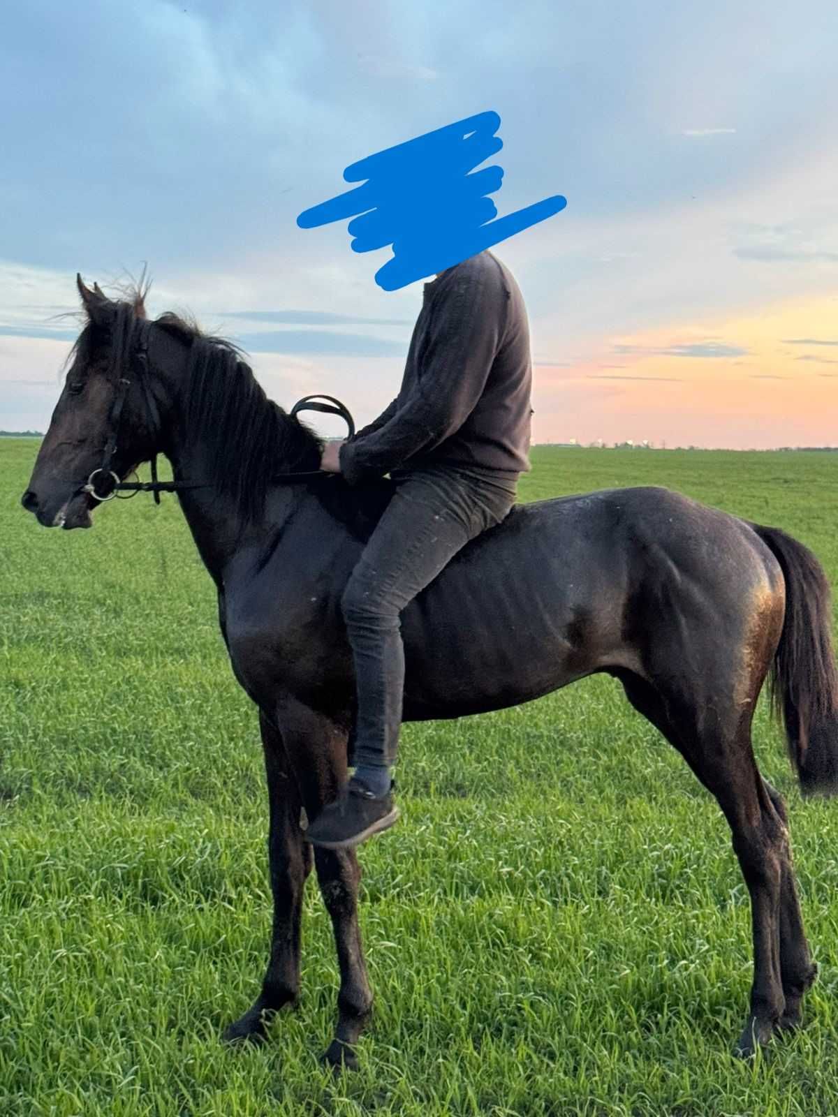 продается обученный жеребец