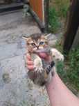 Британские котята