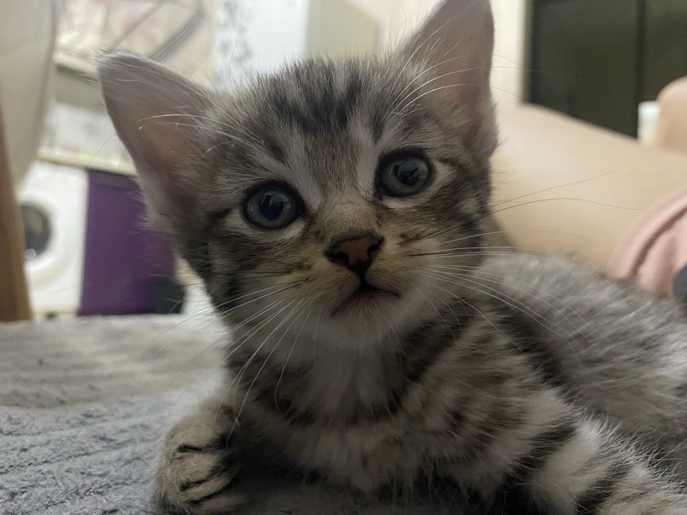 Отдам котят в добрые руки