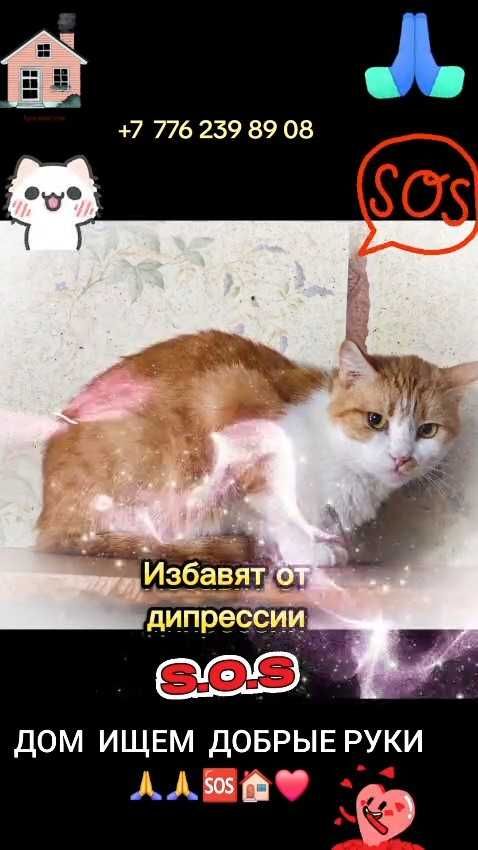 Коты и кошки ищут дом! Срочно!