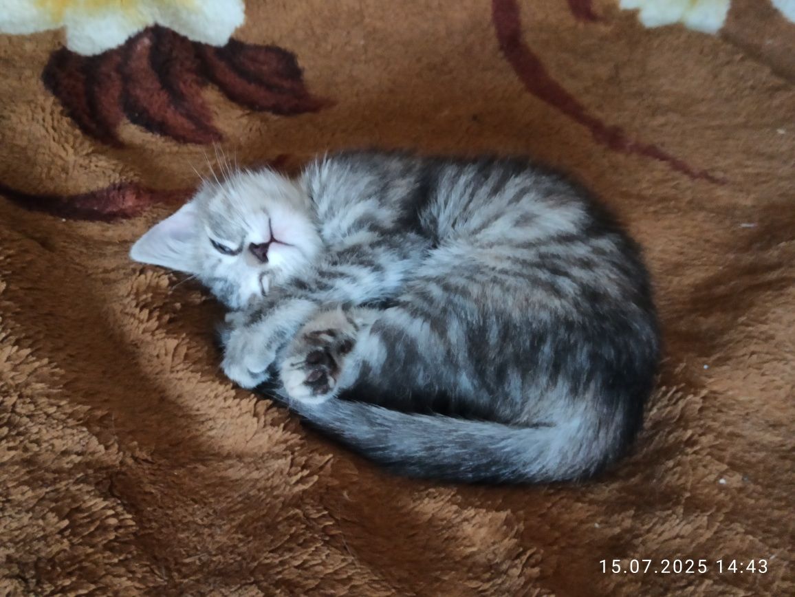 Котёночек в добрые руки