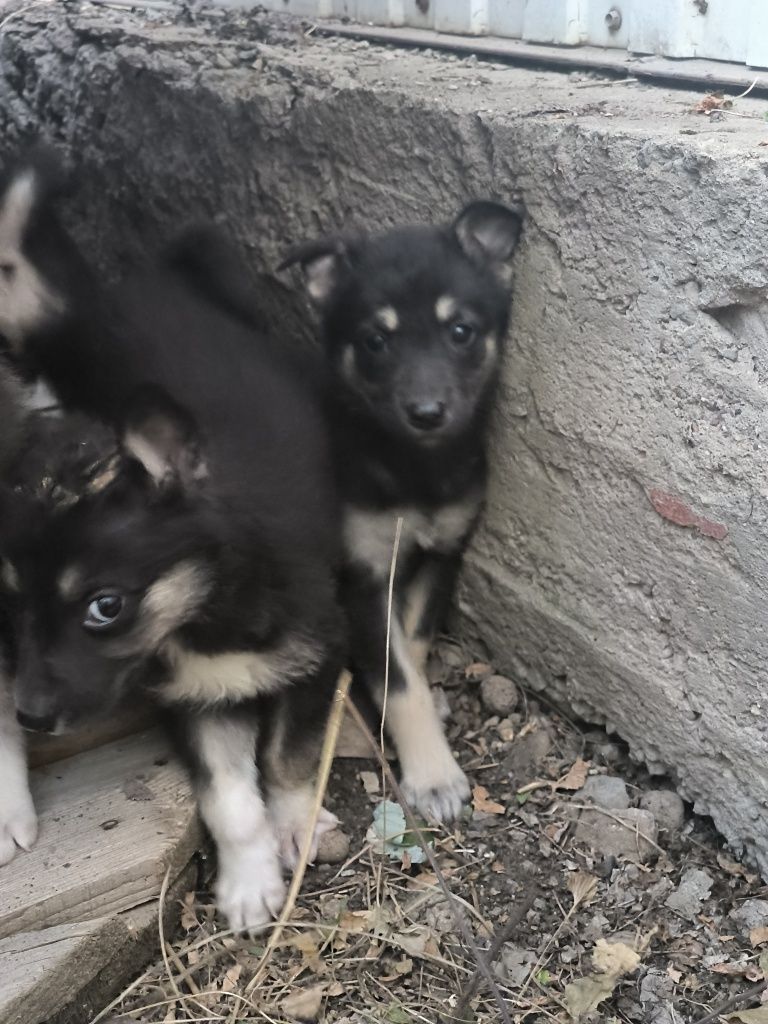 Щенки в добрые руки