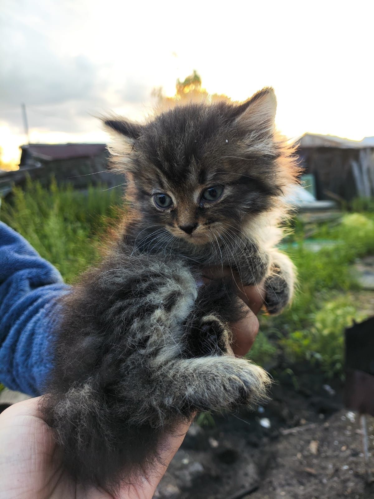 Котята только в добрые ручки