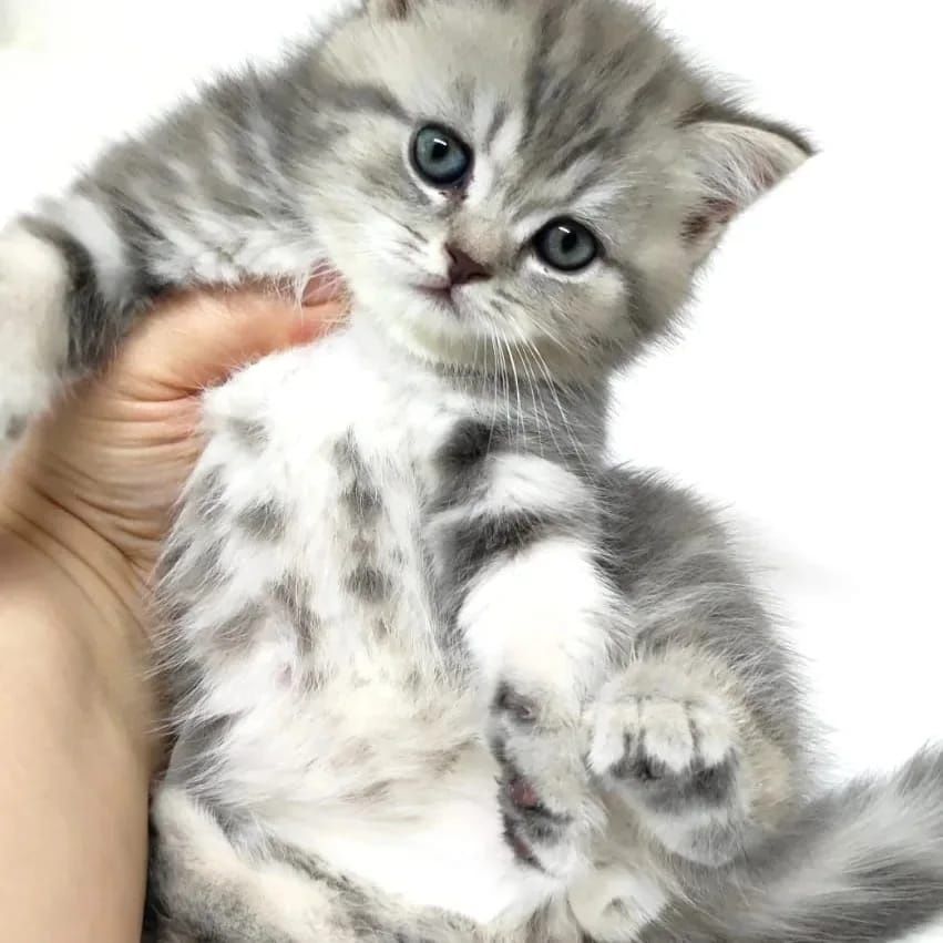 ШотЛанДскиЕ кОтяТки