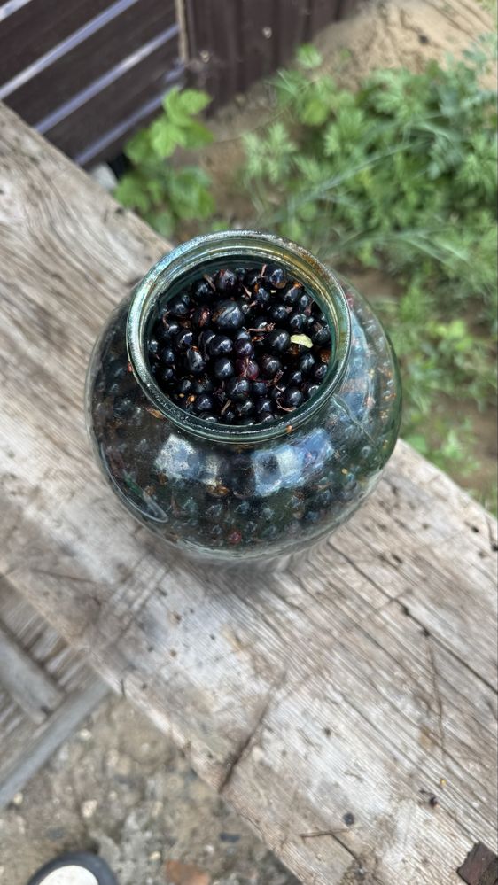 Смордина дикий.