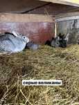 Продам кроликов разных возрастов