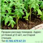 Продам рассаду помидор