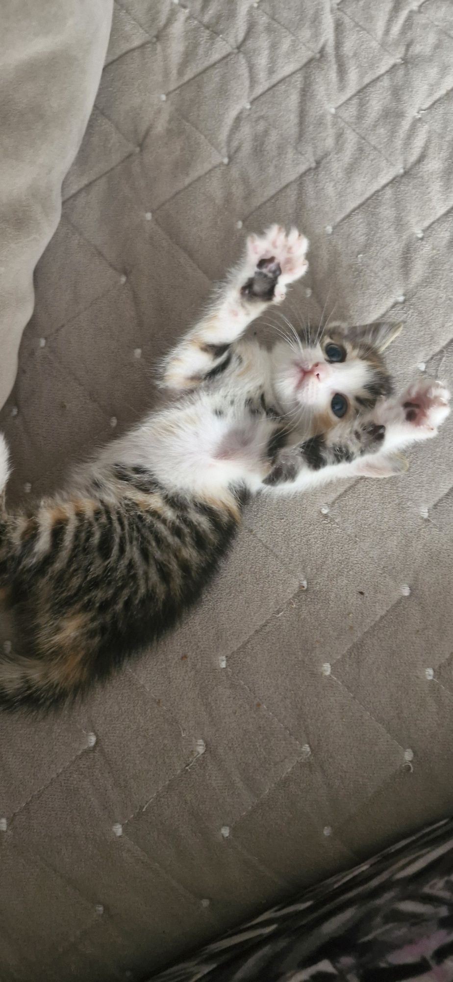 Котенок (кошка), 1.5 месяца