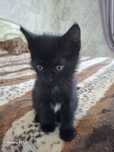 Отдам котят в хорошие руки