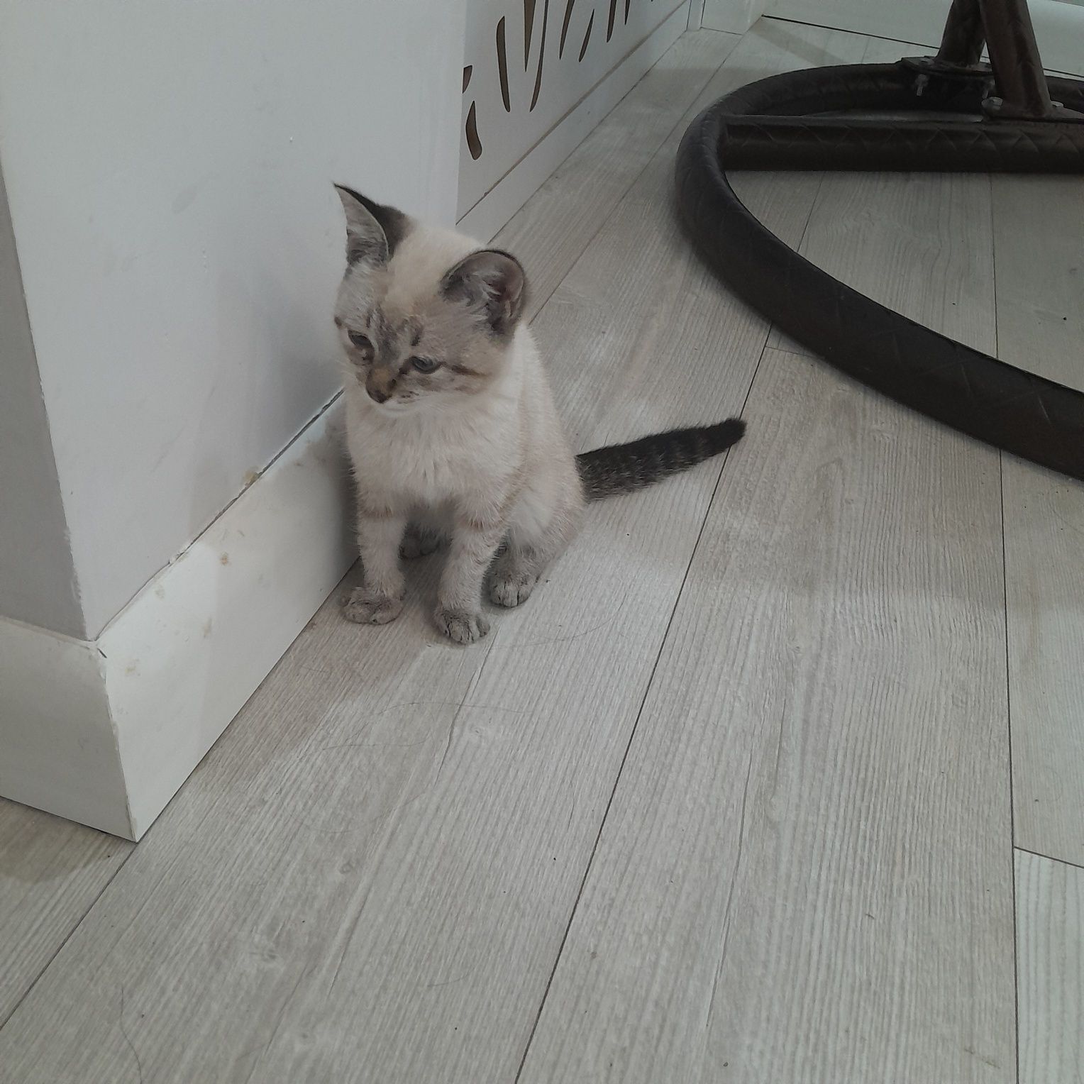 Отдам прекрасного котенка