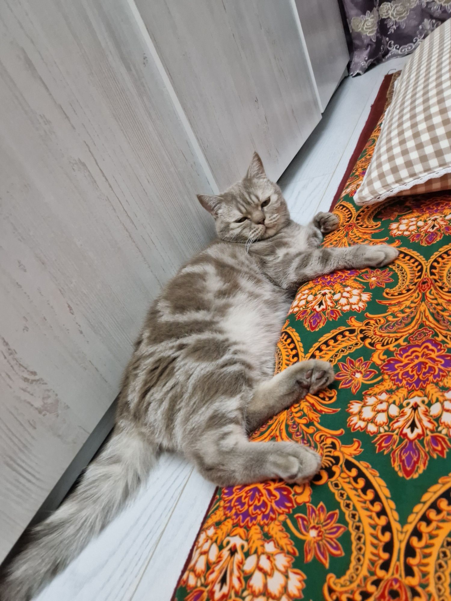 Кот британский 2 с половиной года