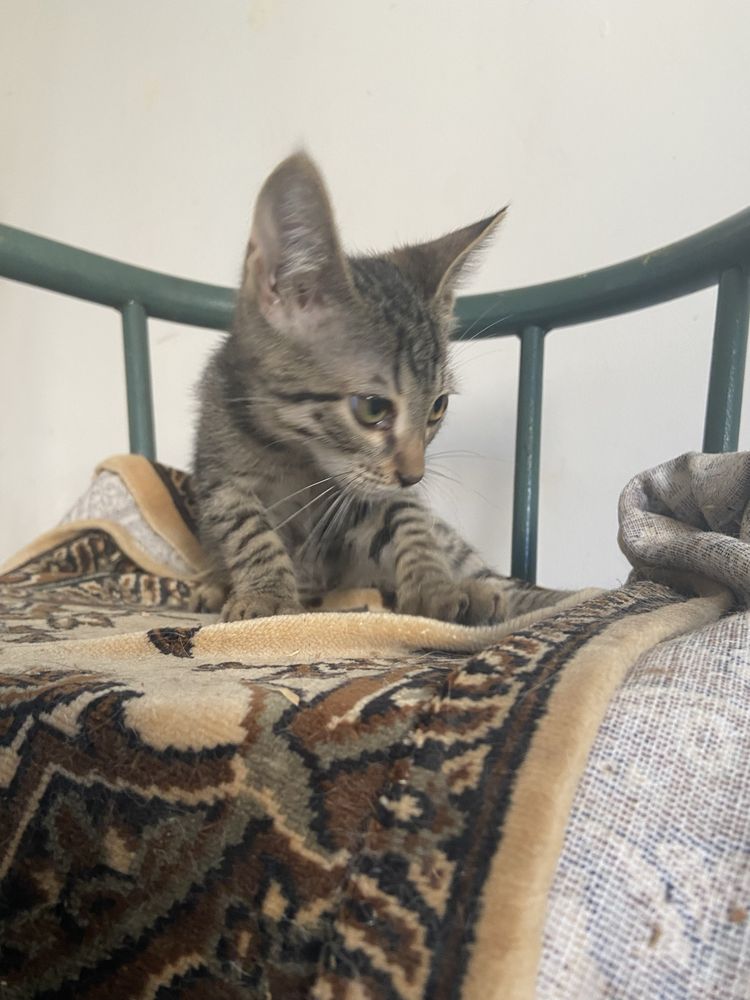 Котята в доьрые руки