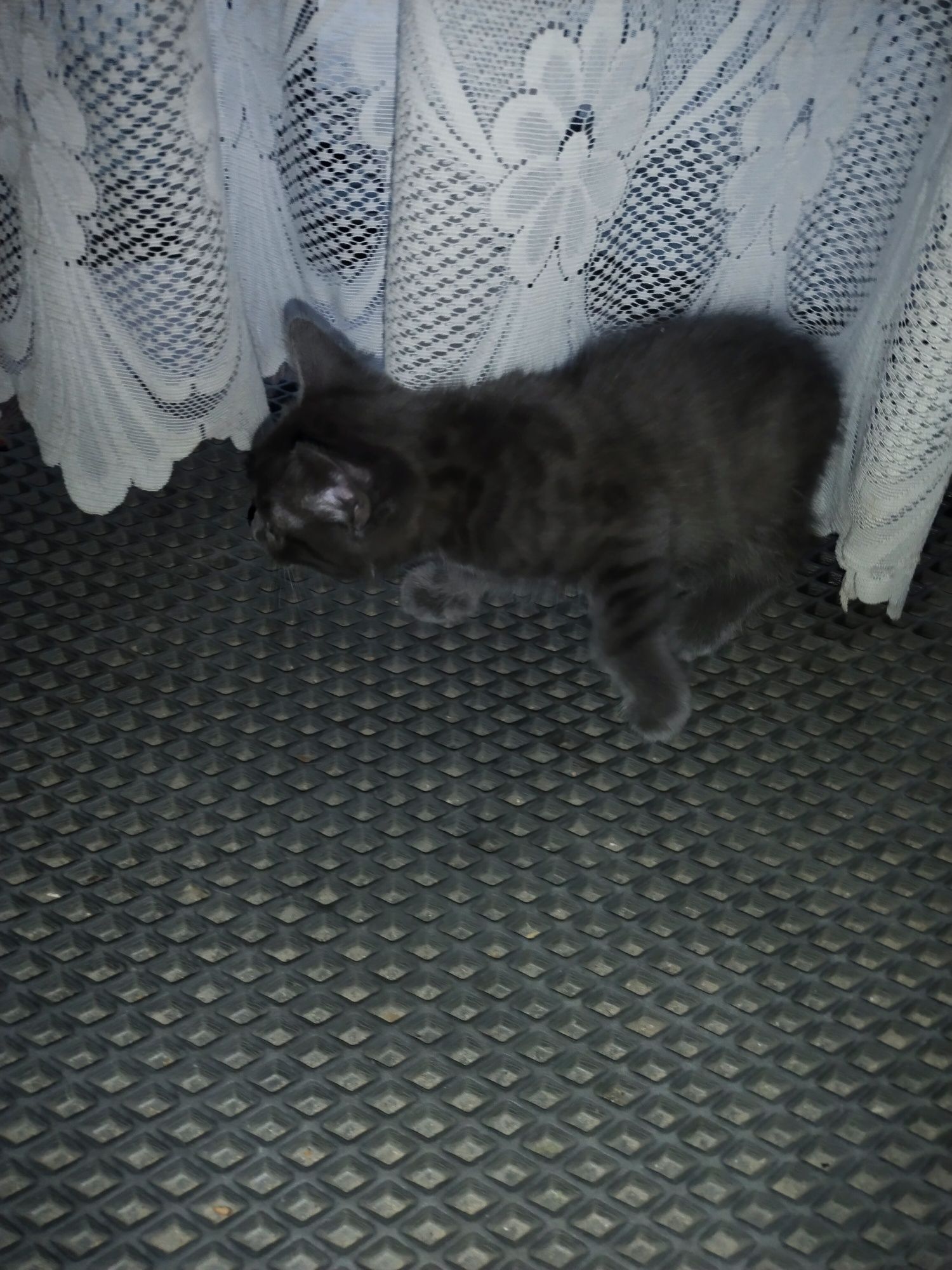 Котенок мальчик бесплатно
