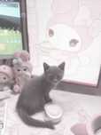 Котёнок Британка