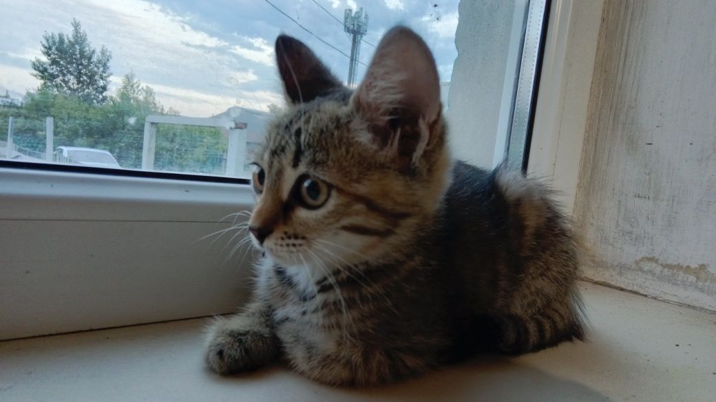 отдадим бесплатно котят