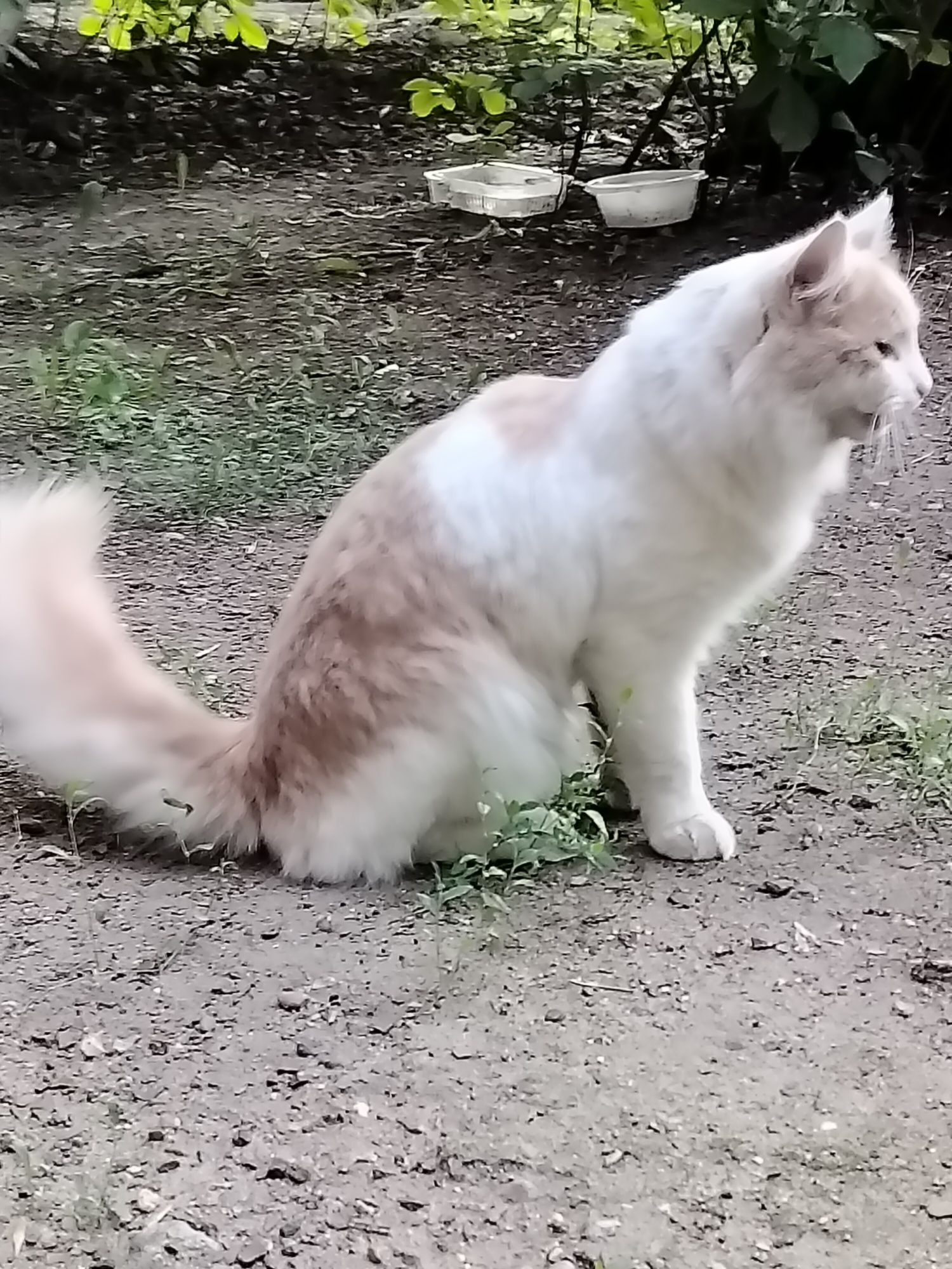 Котик- ПОТЕРЯШКА ищет семью!