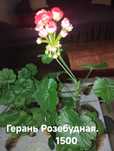 Продам комнатные растения есть и другие