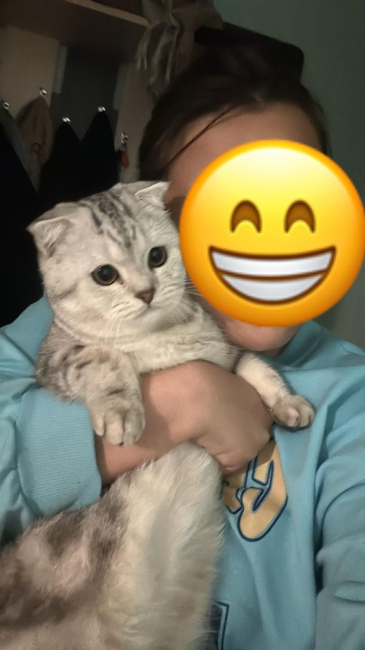 Продаю котят Шотландских вислоухии
