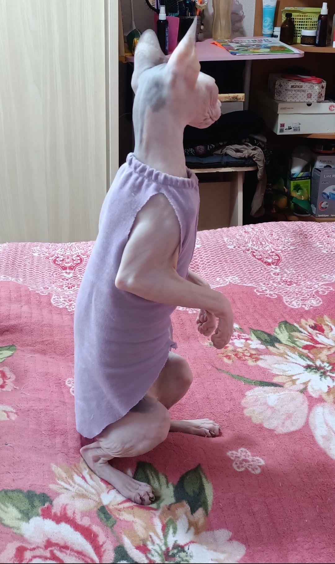 Сфинкс.  донской