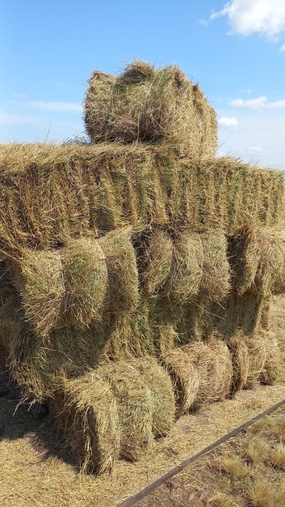 Продам сено в тюках