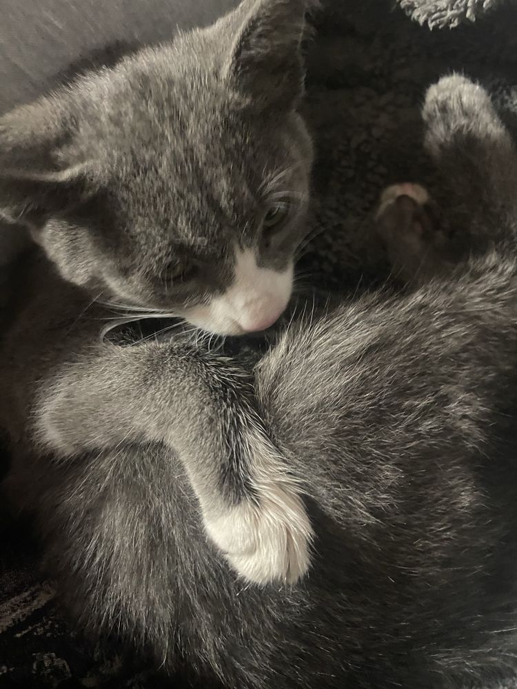 Отдаём котёнка в добрые руки