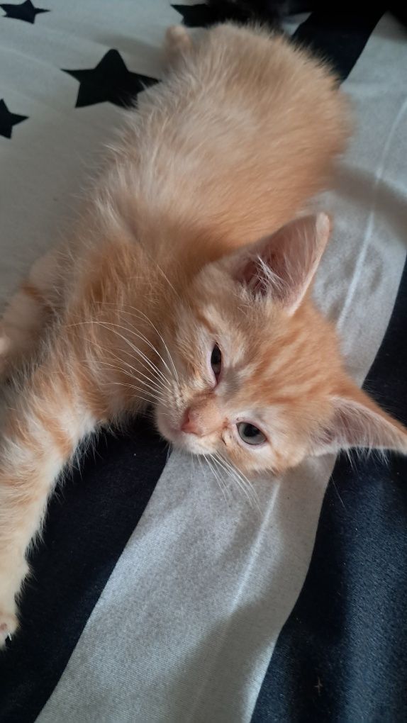 Отдам котят 1.5 месяца