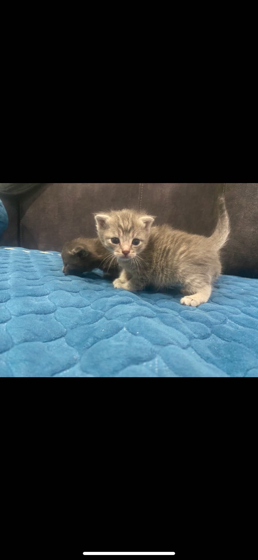Продам животных животных