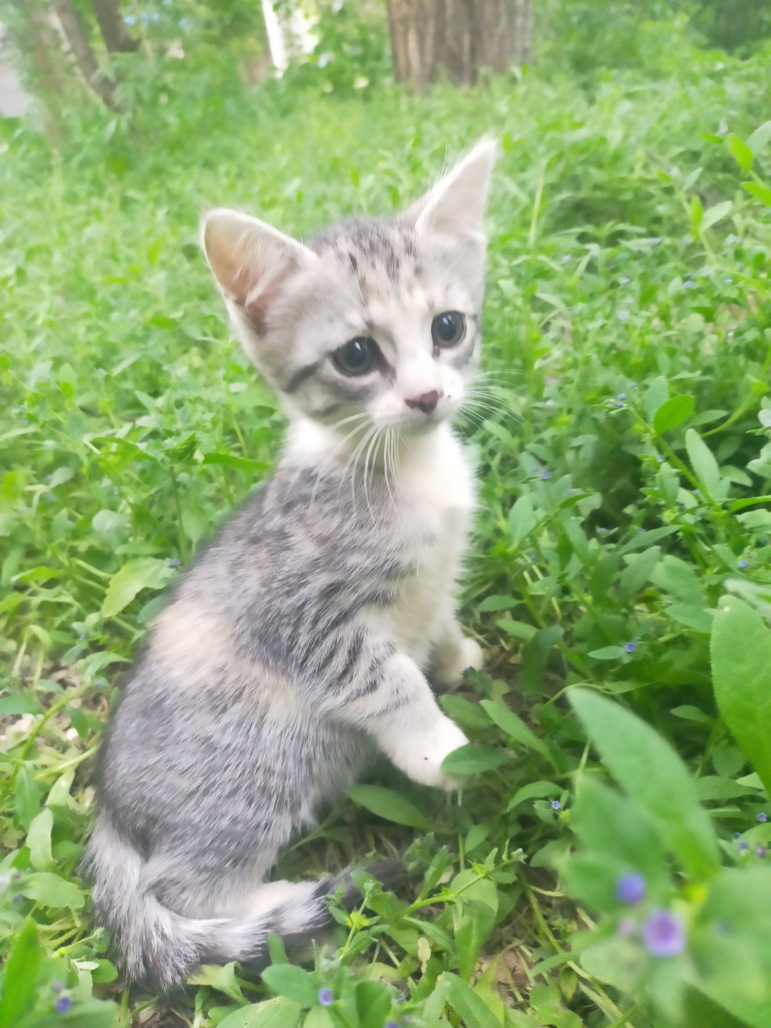 Котята в добрые руки!