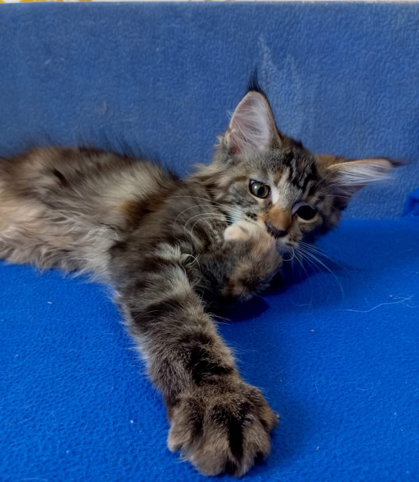 Котята породы Мейн Кун