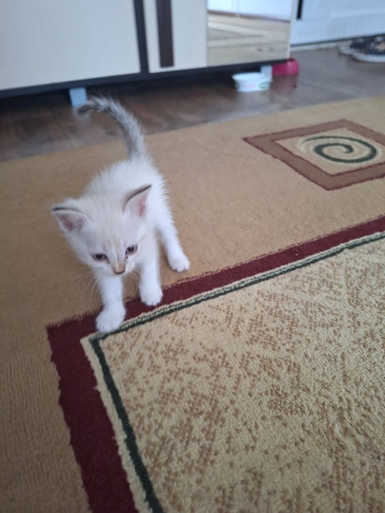 Котята бесплатно в добрые руки!