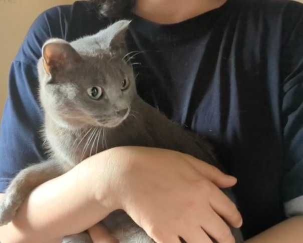 Нежная кошечка ищет дом